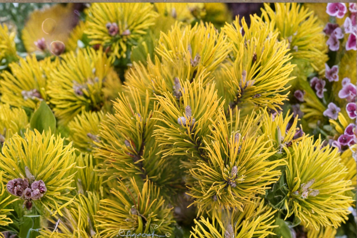 Mugo Pine Carsten’s Wintergold 10" Live Plant - 1 Gallon Pot