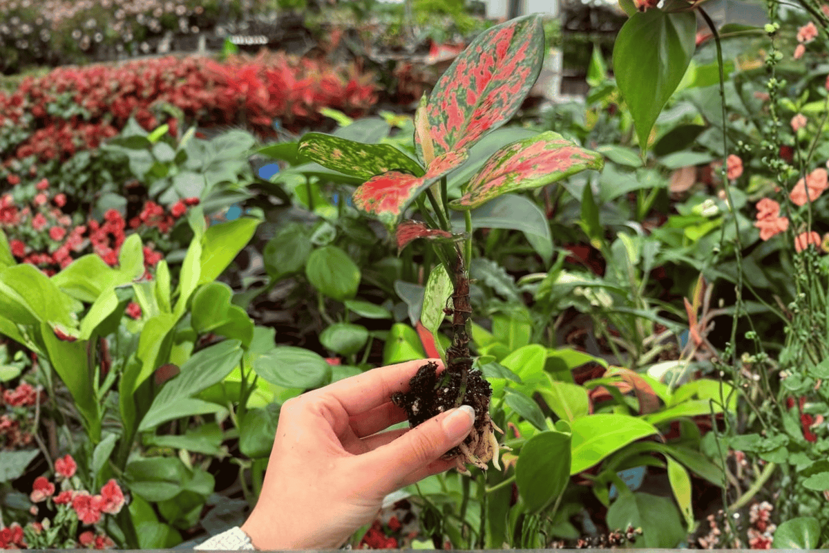 Aglaonema Diamond Red Starter Plants (2) — Exact 2-Inch Nursery Pot, Protected Root Plug