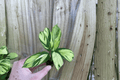 Calathea pilosa Starter Plants – Bare Root (2 Live Plants)