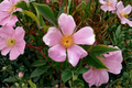 Virginia Rose (Rosa virginiana) 2 Gallon Native Shrub - Pink Flowers