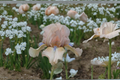 Bearded Iris Concertina Rhizome 3 Pack | #1 Grade Bearded Iris Rhizomes