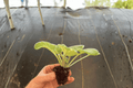Cajun Popcorn African Violet Starter Plants – 2 Live Bare Root Starter Plants