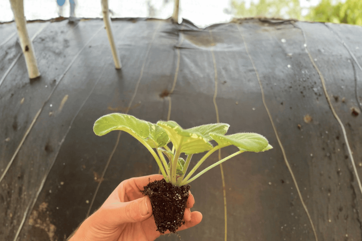Cajun Popcorn African Violet Starter Plants – 2 Live Bare Root Starter Plants