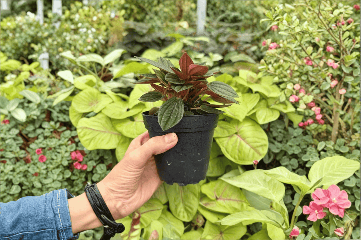 Peperomia Rosso - 2 Live Plants in 4-Inch Pots (Exact Plants Shipped in Pots)