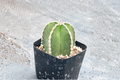 Mexican Fence Post Cactus Pachycereus marginatus - 2-Inch Rooted Pot Plant