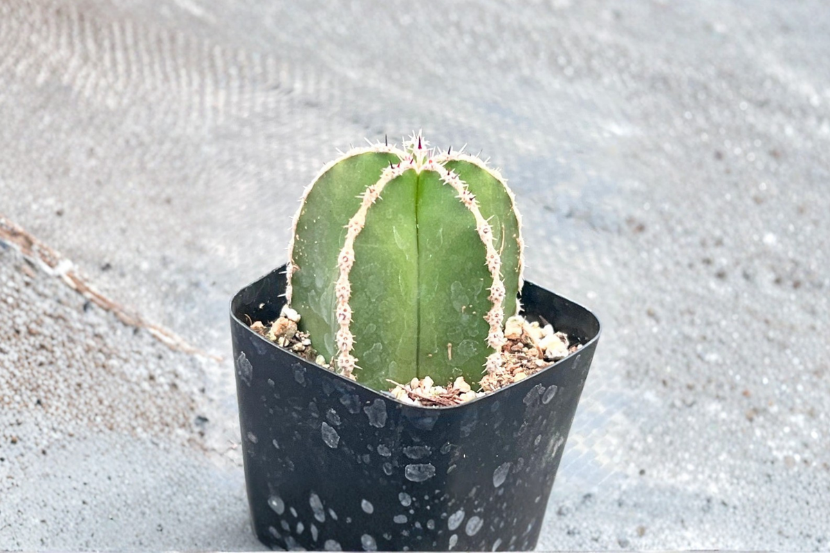 Mexican Fence Post Cactus Pachycereus marginatus - 2-Inch Rooted Pot Plant