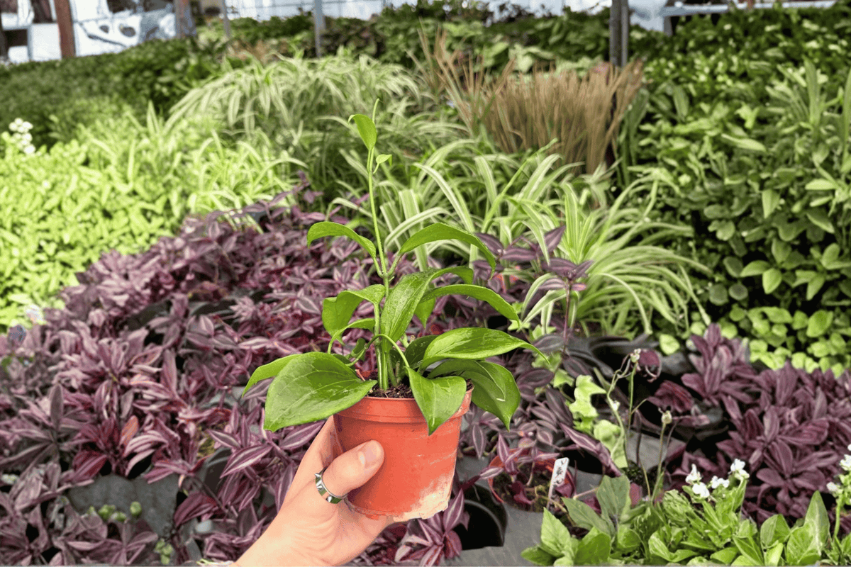 Hoya quinquenervia – 2 Live Plants in 4-Inch Pots (Potted, Exact Plants Shipped)