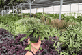 Hoya Rosita 2 Live Plants in 4-Inch Pots | Exact Plants Pictured
