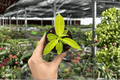 Philodendron Imperial Golden Starter Plants – 2-Pack, 2-Inch Pots