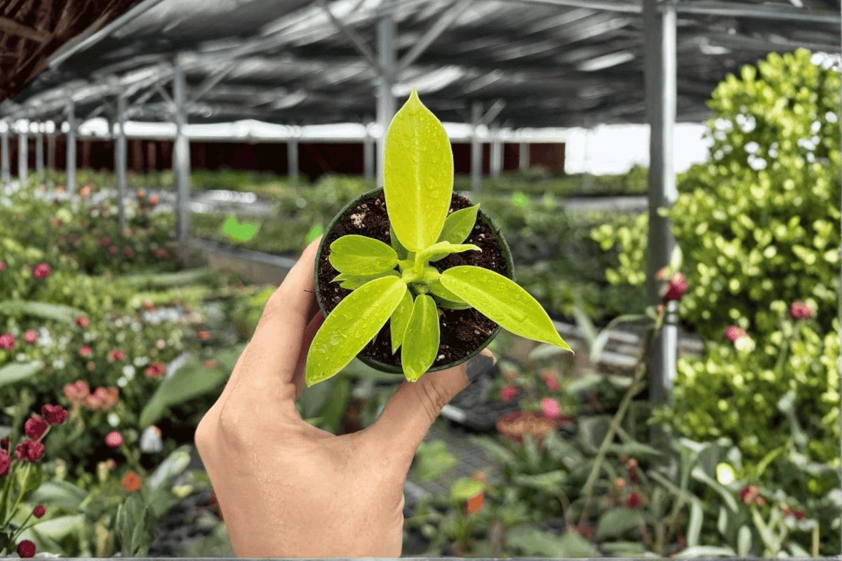 Philodendron Imperial Golden Starter Plants – 2-Pack, 2-Inch Pots