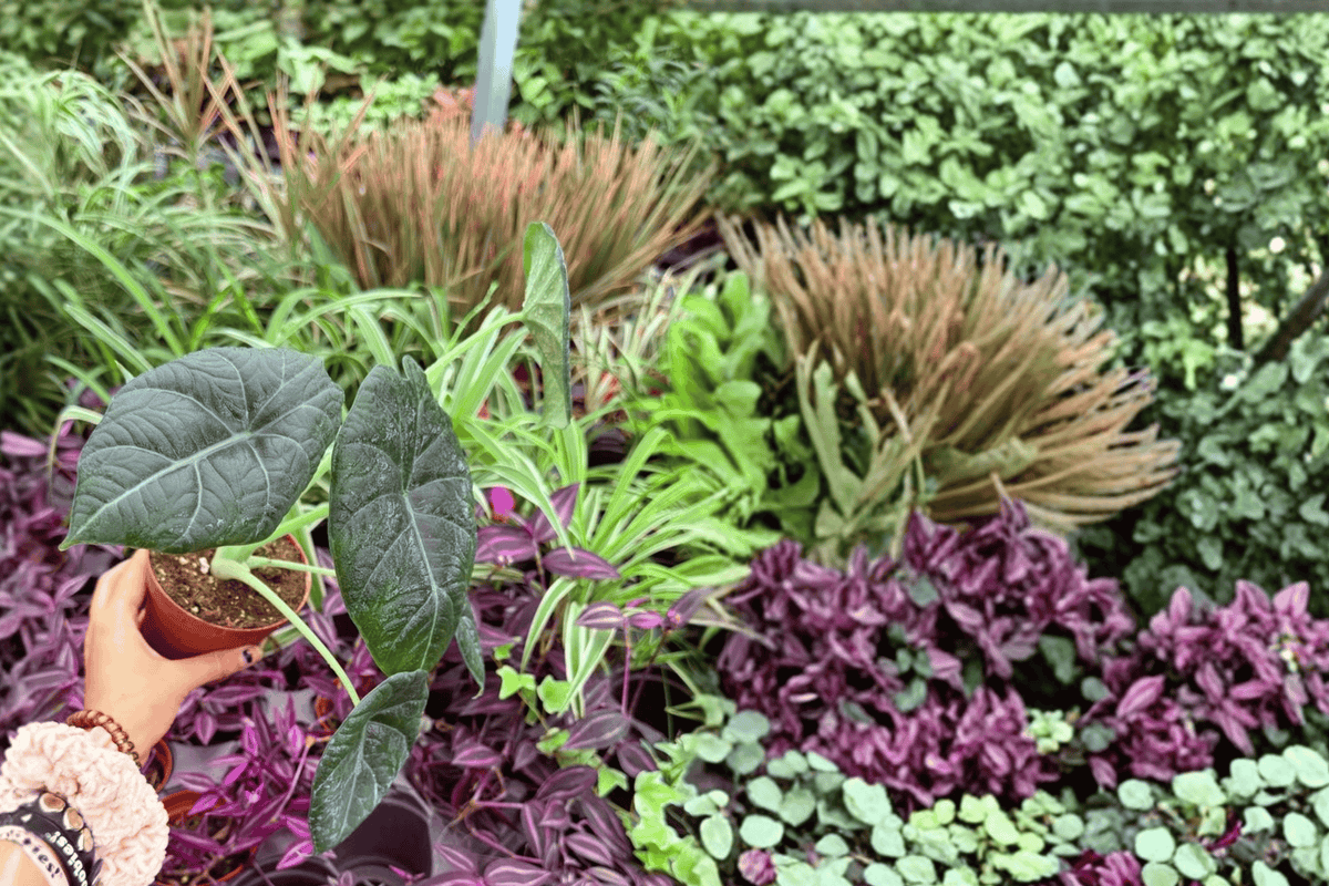 Alocasia Maharani 2 Live Plants in 4-Inch Pots | Exact Plants
