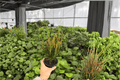 Croton Picasso’s Paintbrush Live Plants (2) in 4-Inch Pots | Codiaeum variegatum 'Picasso’s Paintbrush'