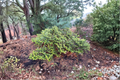 Golden Korean Fir Abies koreana ‘Aurea’ - 1 gal pot, ~12" tall live plant