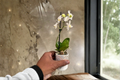 White Mini Orchid Phalaenopsis Live Plant in 3-Inch Ceramic Pot | Flowering Houseplant