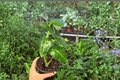 Variegated Alocasia Frydek (Alocasia micholitziana ‘Frydek’) - 2 Live Plants in 4-Inch Pots