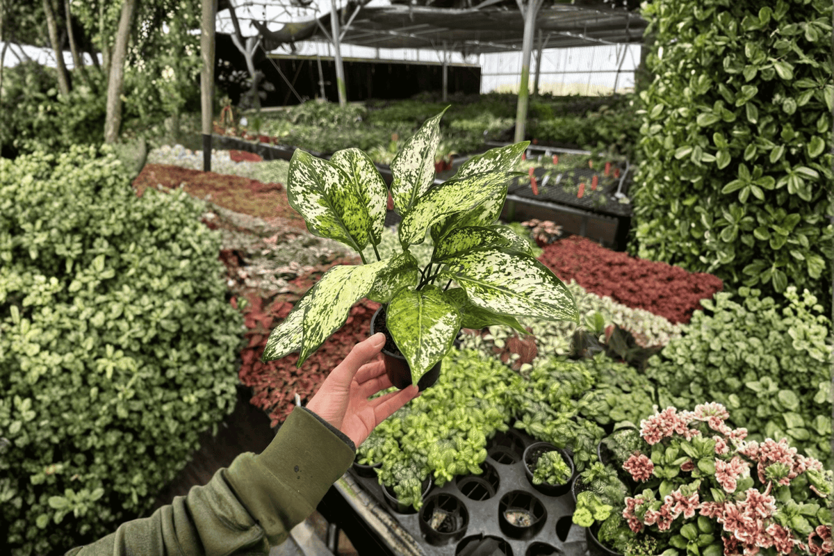 Aglaonema 'Wintery Winehouse' Live Plants — 2-Pack in 4-Inch Pots