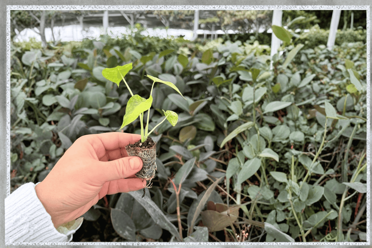 Yellow Variegated Alocasia Gageana Aurea Variegata Starter Plants (2) in Soil Pods