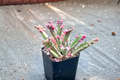 Kalanchoe Pink Butterflies - Rooted Starter Plant