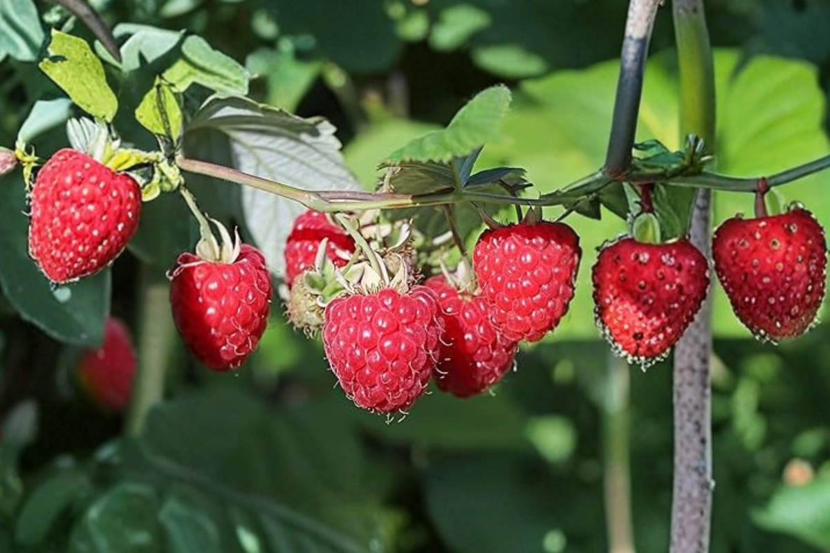 Jumbo Raspberry Seeds - 30 Seeds for Outdoor Garden or Container