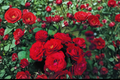 Red Drift Groundcover Rose 5 Gal Live Plant - Red Blooming Low Shrub