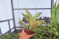 Aglaonema White Legacy - 2 Bare Root Live Plants, 4-Inch Pot Size (Pictured)