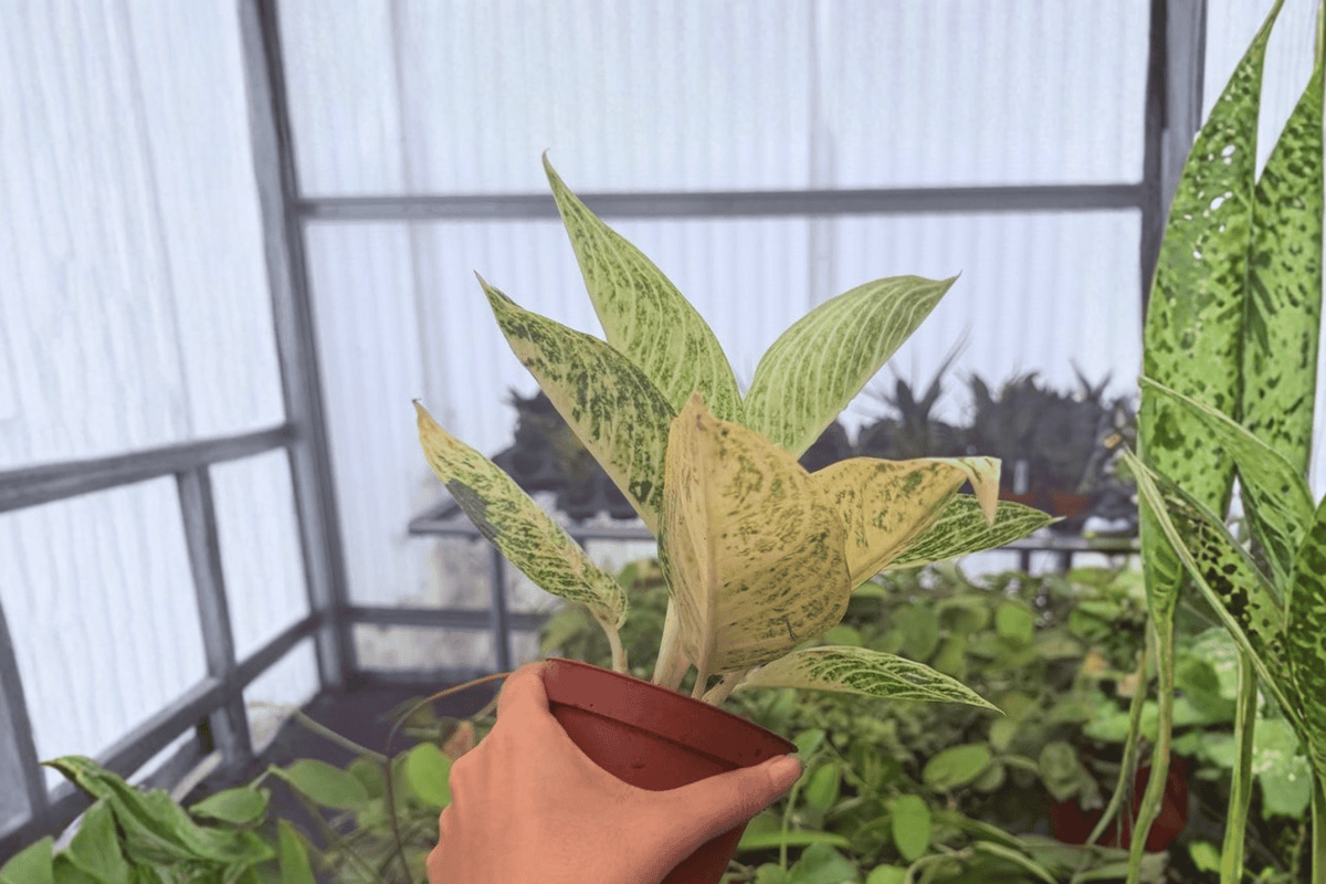 Aglaonema White Legacy - 2 Bare Root Live Plants, 4-Inch Pot Size (Pictured)