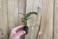 Calathea Freddie (Goeppertia concinna ‘Freddie’) - 2 Live Starter Plants, 2-Inch Pots, Bare Root