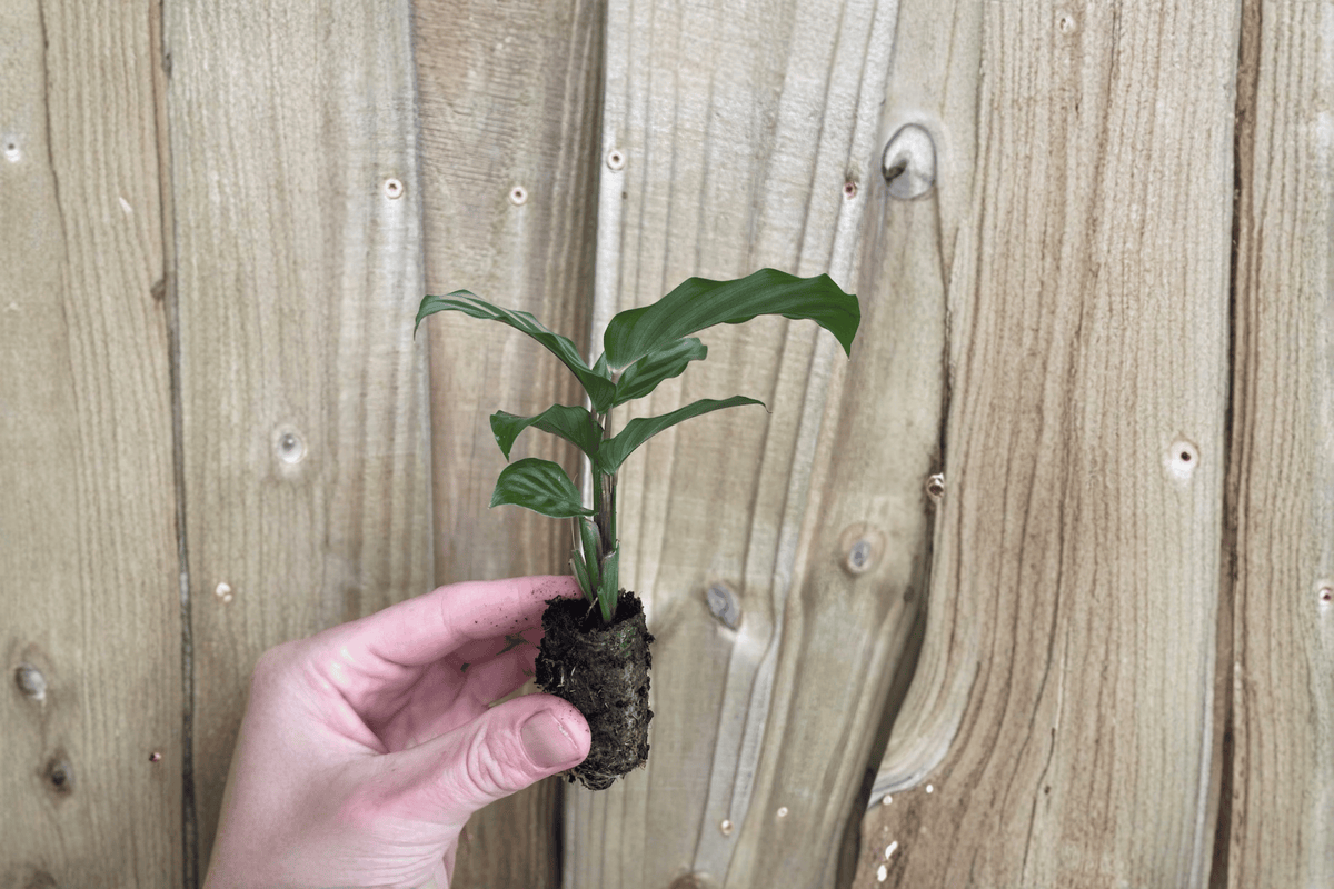 Calathea Freddie (Goeppertia concinna ‘Freddie’) - 2 Live Starter Plants, 2-Inch Pots, Bare Root