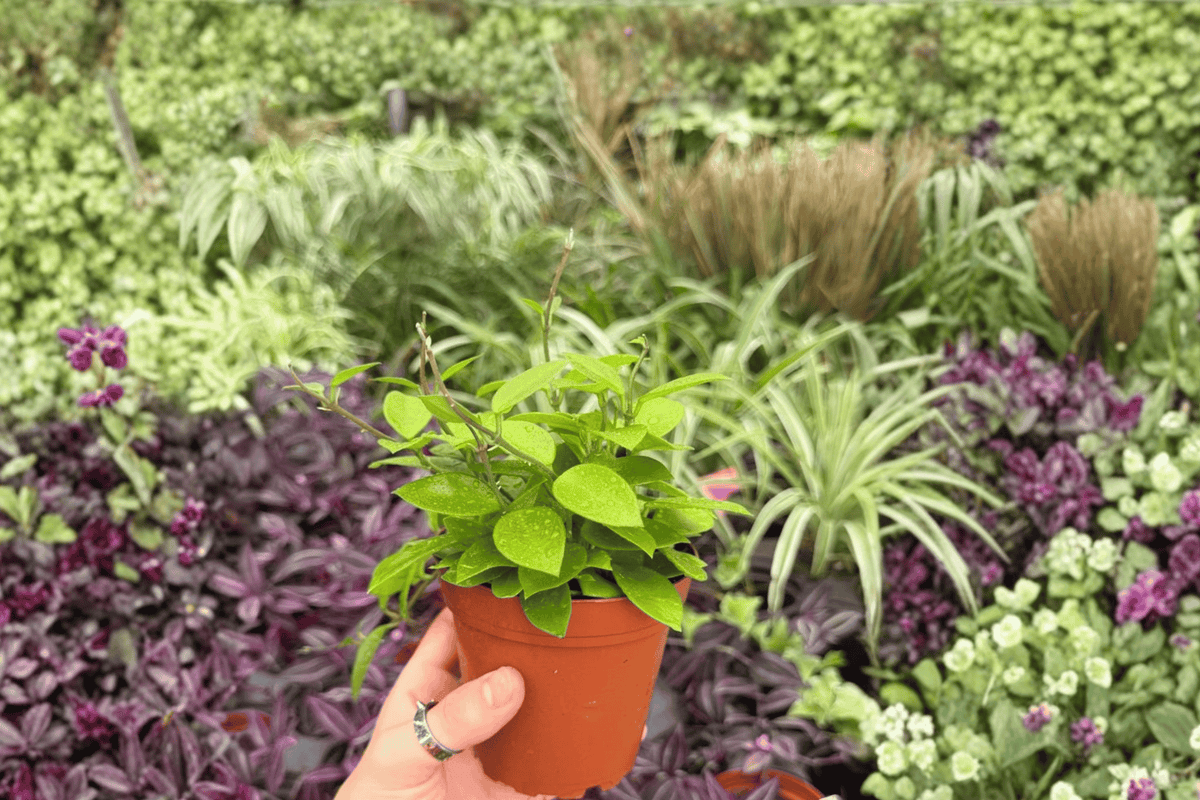 Hoya Chouke Live Plant (2 plants) – 4-Inch Pot, Shipped in Pot