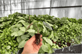 Alocasia Silver Wings - 2 Exact Live Starter Plants (2-Inch Nursery Pot, Not Fully Rooted)