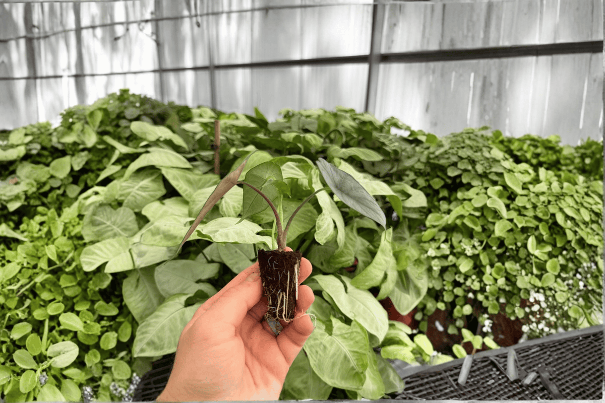 Alocasia Silver Wings - 2 Exact Live Starter Plants (2-Inch Nursery Pot, Not Fully Rooted)