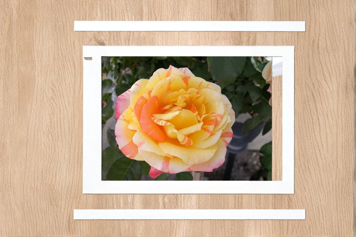 Yellow and Pink Rose Seeds – 20-Seed Pack | Two-Tone Ornamental Rose