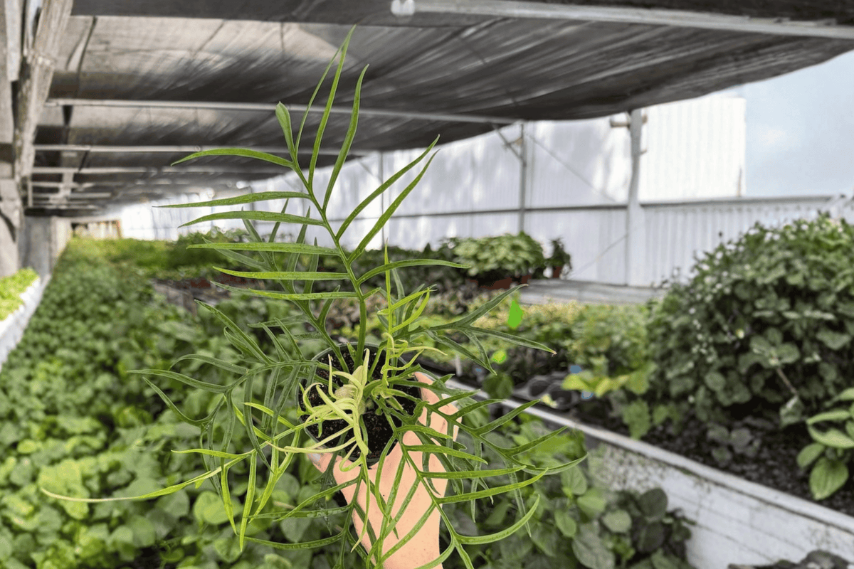 Philodendron Tortum - 2 Live Plants in 4-Inch Pot (Exact Plants pictured)