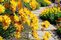 Early Sunrise Coreopsis Live Starter Plants - 3 1-Quart Pots