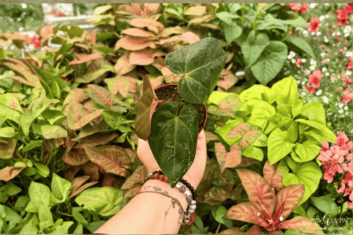 Anthurium FS x Blue Papi (Fort Sherman × Blue Papi) - 2 Live Plants, 4-Inch Pot