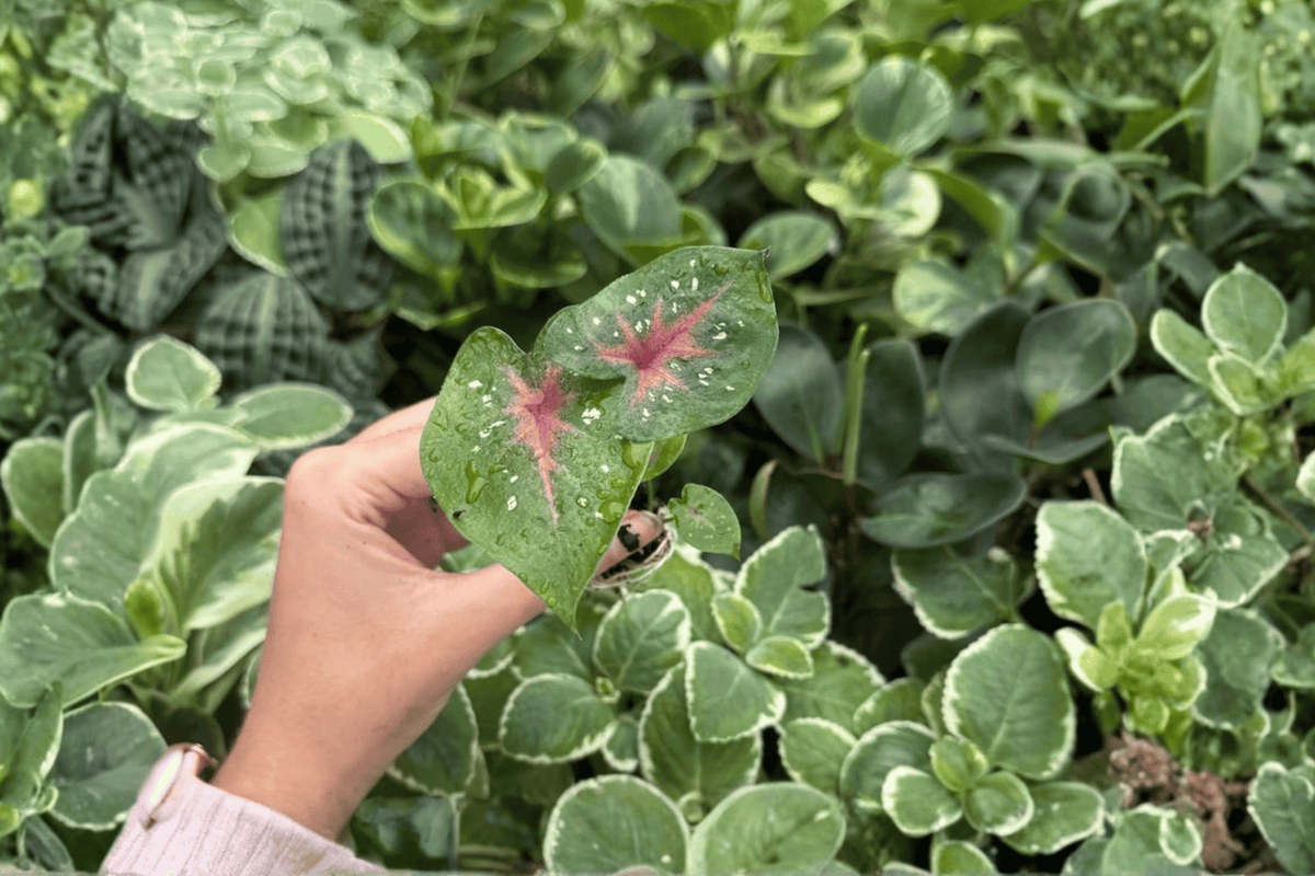 Caladium Bicolor Camilla Starter Plants (2) Bare Root - Caladium camilla