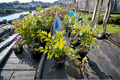 Gold Leaf Forsythia Live Plant (1 Gallon) Forsythia viridissima Yellow Foliage Shrub