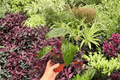 Anthurium Dark Phoenix x Papillilaminum – 2 Live Plants in 4" Pots (Hybrid Tropical Aroid)