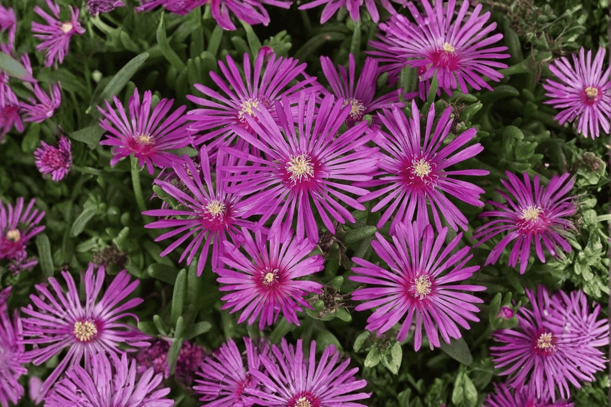 Early Bird Purple Ice Plant (Delosperma cooperi) – 4-Inch Pot, 1 Live Plant