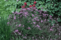 Lollipop Dwarf Vervain Live Plant Verbena bonariensis 'Lollipop' | 4-Inch Pot