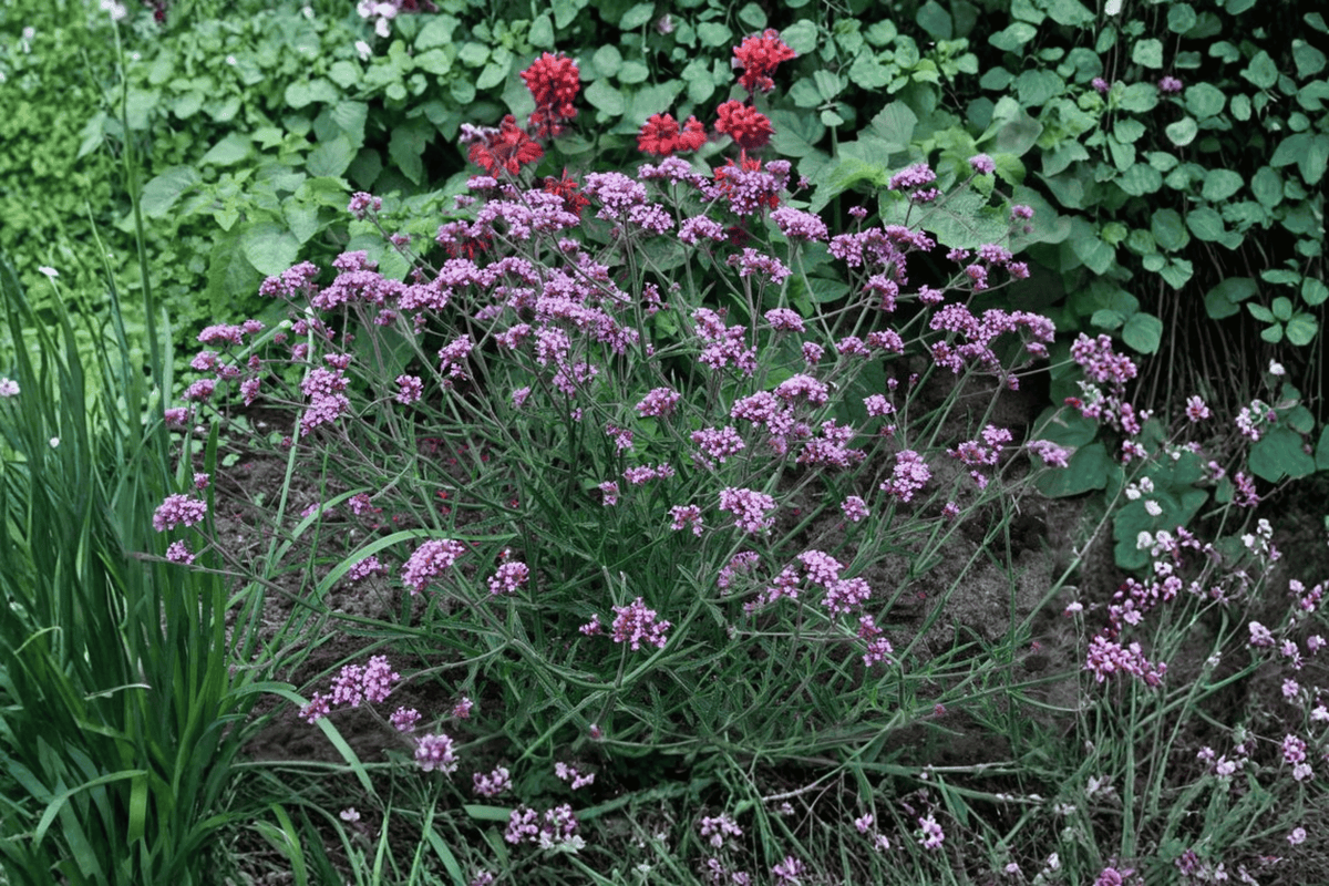 Lollipop Dwarf Vervain Live Plant Verbena bonariensis 'Lollipop' | 4-Inch Pot