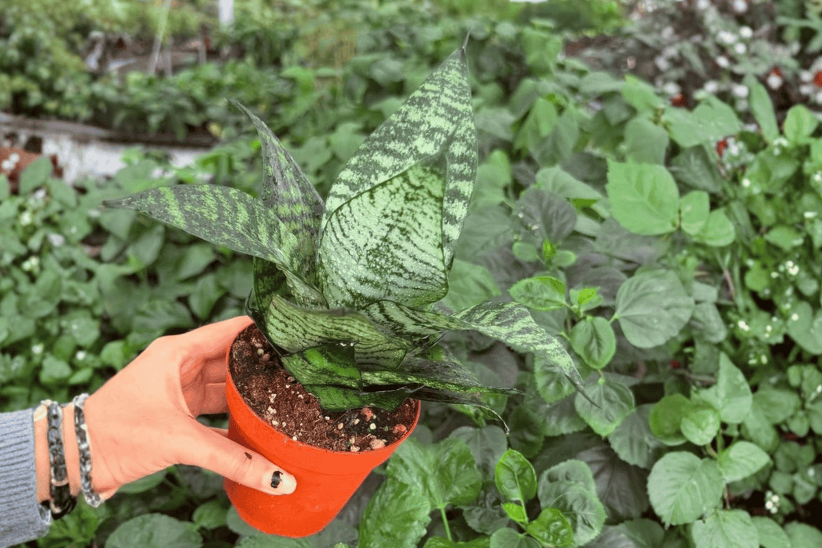 Green Snake Plant (Dracaena trifasciata) - 2 Exact Live Plants in 4-Inch Pots