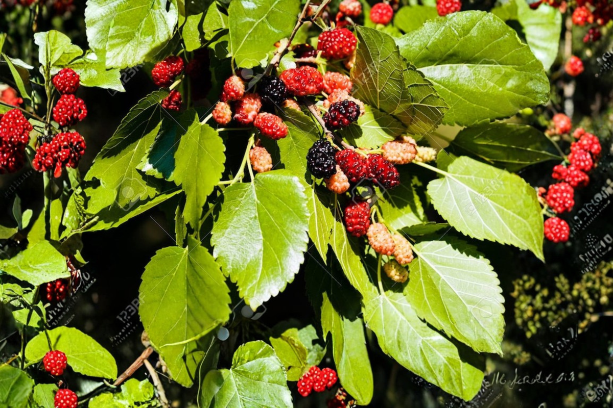 Early Bird Mulberry Tree Live Plant - Fruiting Morus spp. 'Early Bird'