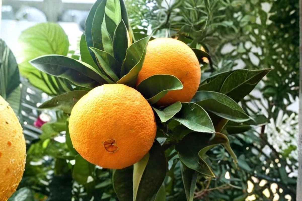 Washington Navel Orange Tree - 3 Gallon Bearing Size Citrus Live Plant