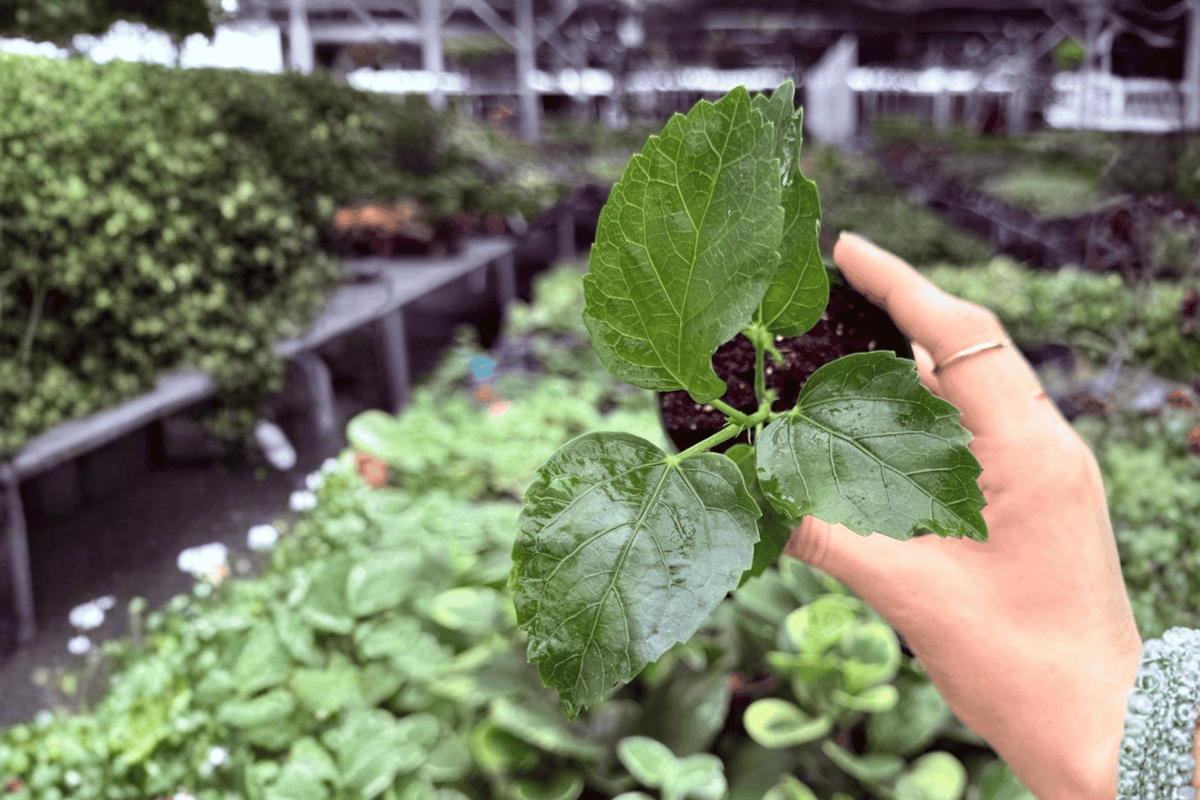 Jennie Lynn Hibiscus Starter Plants (2) - 2-Inch Pots, No Blooms