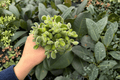 Variegated Bear Paw Cotyledon tomentosa - 2 Exact Live Plants in 4" Pots