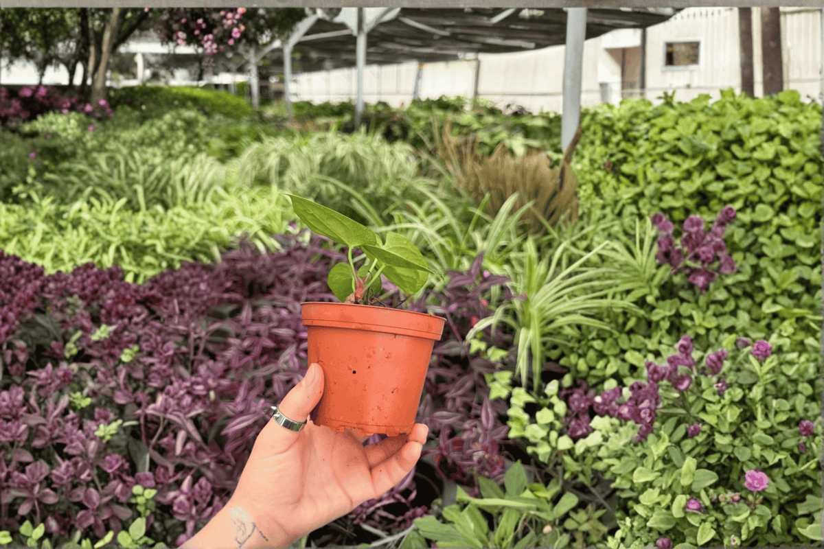 Anthurium AOS x Silver (2 Exact Live Plants) – 4-Inch Pots