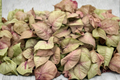 Syngonium Neon Pink Live Plant - Rooted 2-Inch Pot | Pink Arrowhead Houseplant