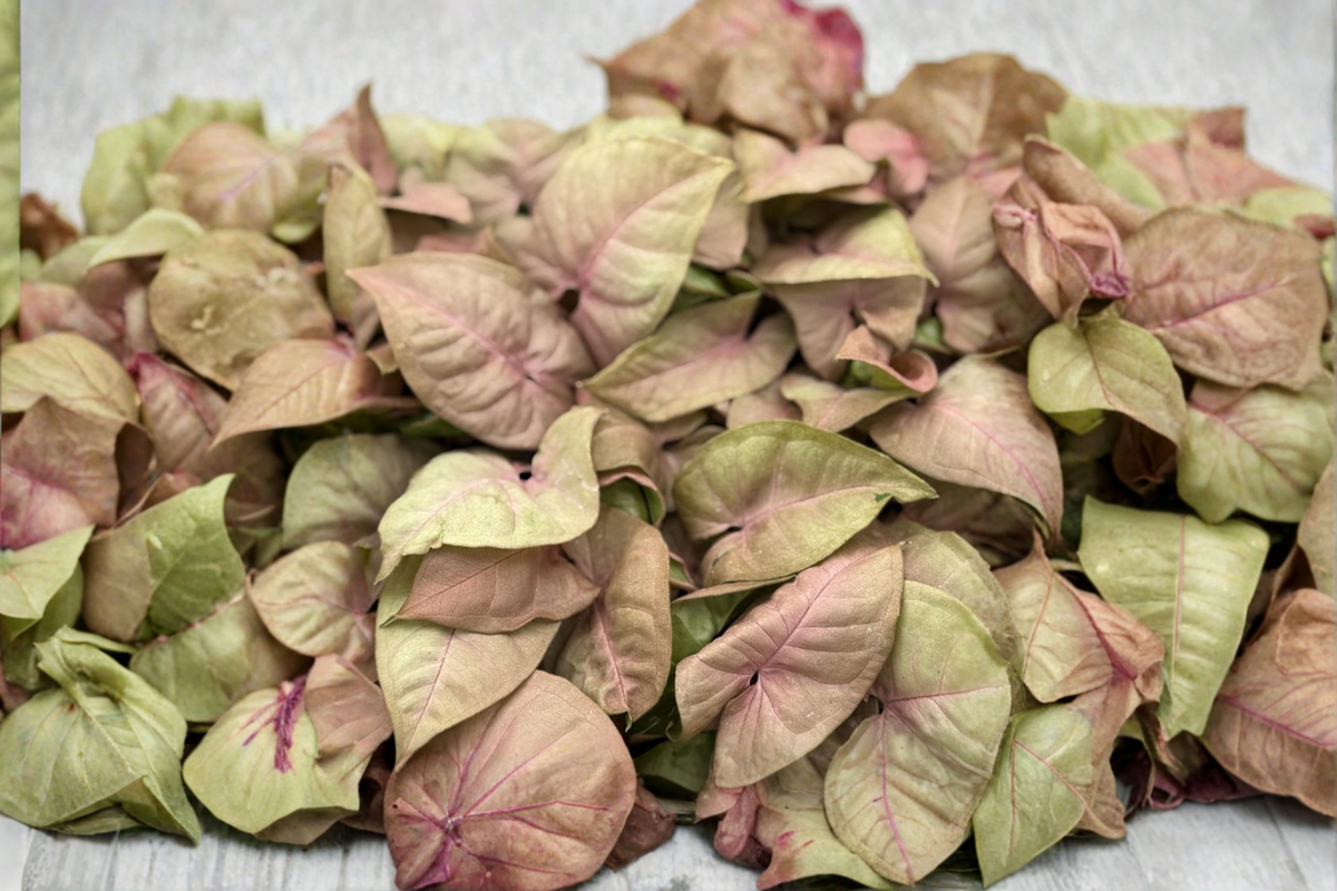 Syngonium Neon Pink Live Plant - Rooted 2-Inch Pot | Pink Arrowhead Houseplant