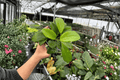 Hoya quinquenervia - 2 Bare Root Live Plants, 4-inch Pot Size